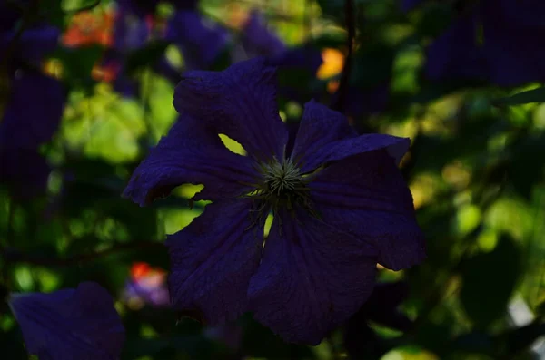 Clematis Viticella Fiore Viola Giardino Clematide Blu Viola Fiori Blu — Foto Stock