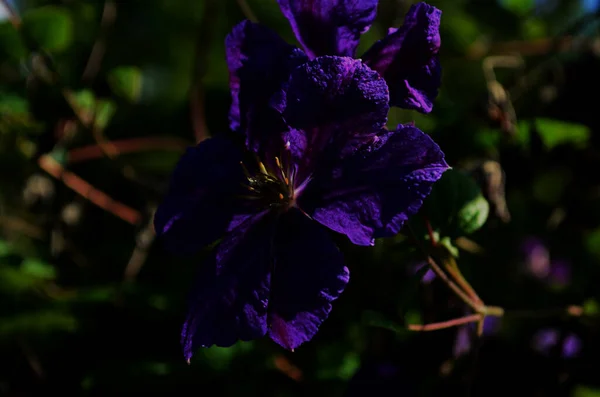 Clematis Viticella Flor Púrpura Jardín Azul Violeta Clematis Flores Azul — Foto de Stock