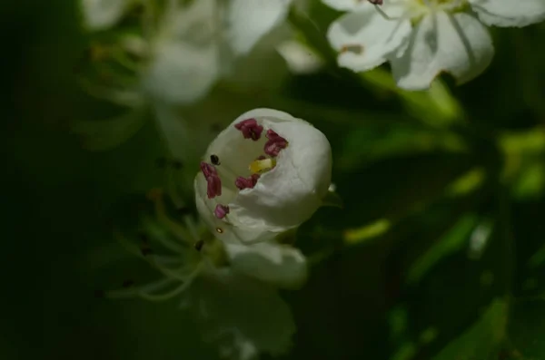 Frangula Alnus Amieiro Buckthorn Brilhante Buckthorn Quebrando Buckthorn Arbusto Florido — Fotografia de Stock