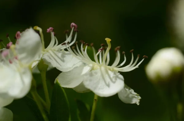 Frangula Alnus Aulne Argousier Nerprun Brillant Nerprun Cassant Buisson Fleurs — Photo