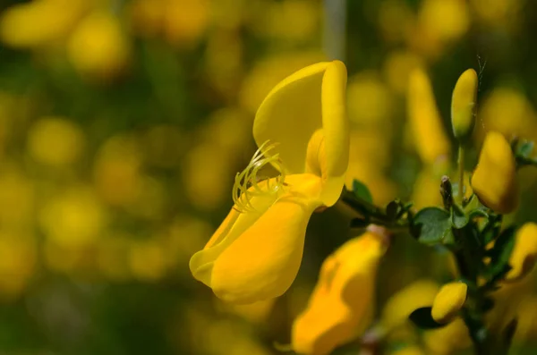 Cytisus Scoparius Sárga Virág Ágon Közelről — Stock Fotó
