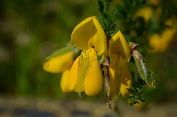 Cytisus Scoparius 나뭇가지에 있습니다 — 스톡 사진