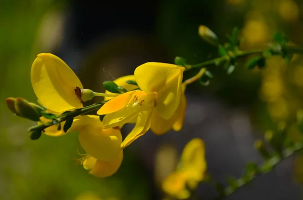 Cytisus Scoparius Sárga Virág Ágon Közelről — Stock Fotó