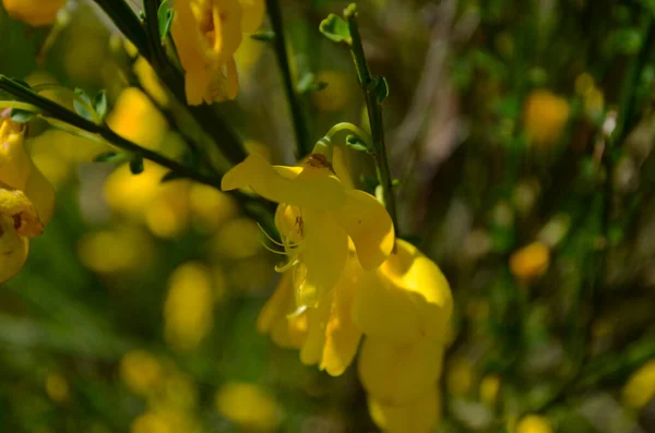 Cytisus Scoparius Fleur Jaune Sur Branche Gros Plan — Photo