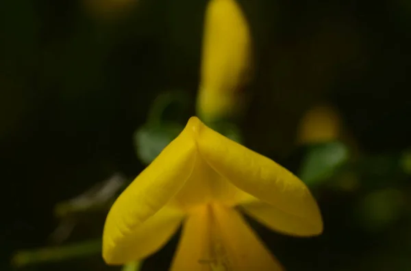 Cytisus Scoparius Flor Amarilla Rama Cerca — Foto de Stock