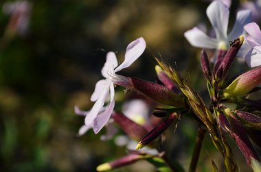 Saponaria çiçek açan bitkiler, çim sabunu. Saponaria Officinalis.