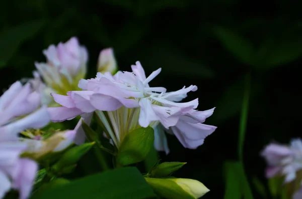 Kvetoucí Rostliny Saponárie Mýdlo Trávy Saponaria Officinalis — Stock fotografie
