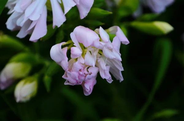 Saponaria Flowing Plants Grass Soal Saponaria Officinalis — 스톡 사진