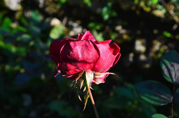 Fleur Rose Fleurissant Dans Jardin Roses Dernière Rose — Photo