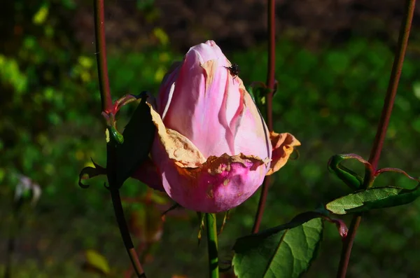 Ros Blomma Blommar Rosor Trädgård Sista Rosen — Stockfoto