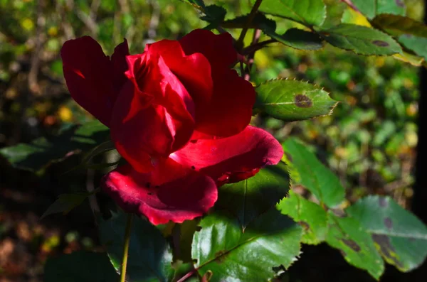 Růže Kvetoucí Růžové Zahradě Poslední Růže — Stock fotografie