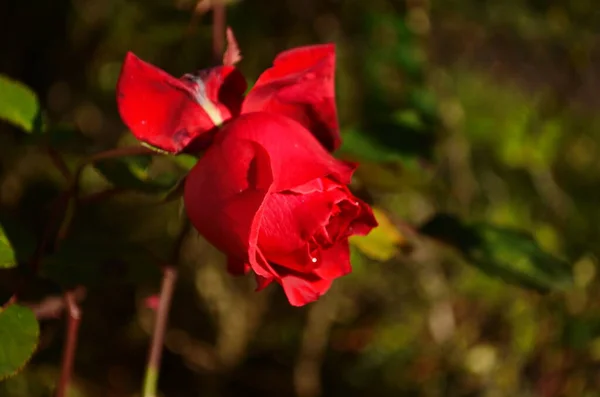 Rosenblüte Rosengarten Letzte Rose — Stockfoto