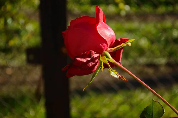 Flor Rosa Floreciendo Jardín Rosas Última Rosa — Foto de Stock