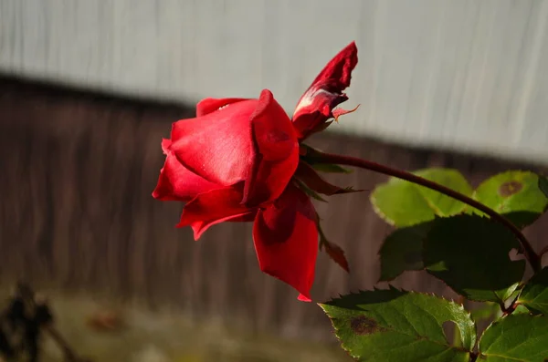 Flor Rosa Floreciendo Jardín Rosas Última Rosa — Foto de Stock