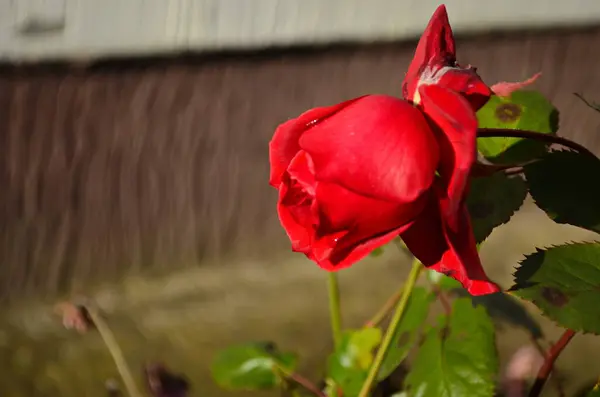Fiore Rosa Che Fiorisce Giardino Rose Ultima Rosa — Foto Stock