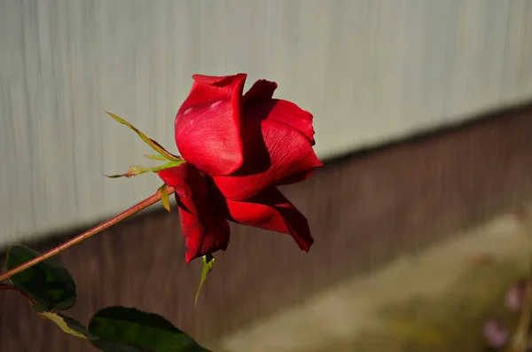 バラ園でバラの花を咲かせます 最後のバラ — ストック写真