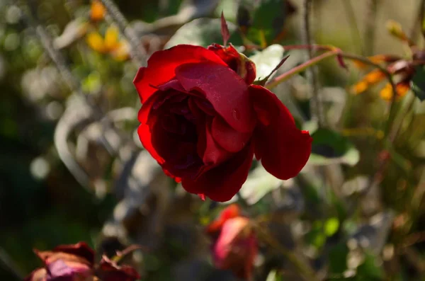 Трояндова Квітка Цвіте Саду Троянд Остання Троянда — стокове фото