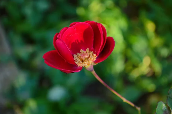 Kwiat Róży Kwitnący Ogrodzie Róż Ostatnia Róża — Zdjęcie stockowe