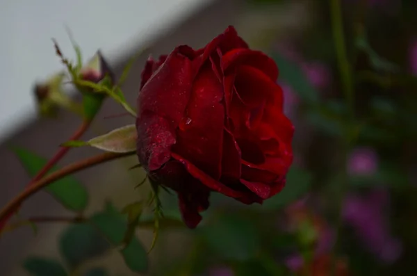 Rosa Flor Florescendo Jardim Rosas Última Rosa — Fotografia de Stock