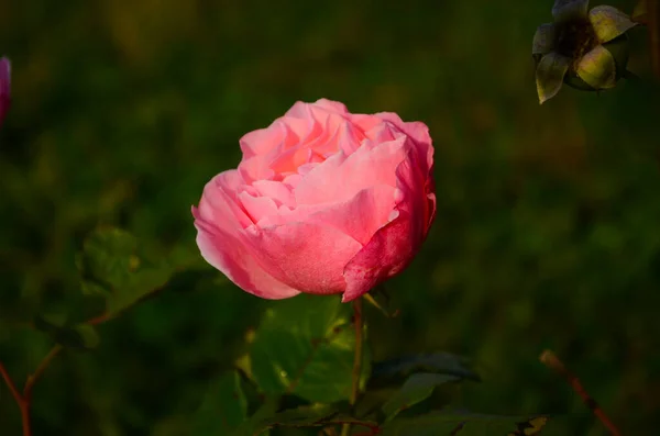 Fiore Rosa Che Fiorisce Giardino Rose Ultima Rosa — Foto Stock