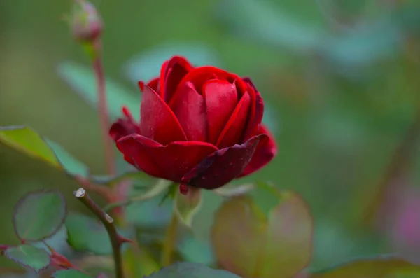 Ανθίζει Τριαντάφυλλο Στον Κήπο Τριαντάφυλλα Τελευταίο Τριαντάφυλλο — Φωτογραφία Αρχείου