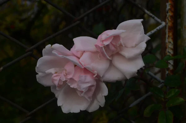 Rosenblüte Rosengarten Letzte Rose — Stockfoto