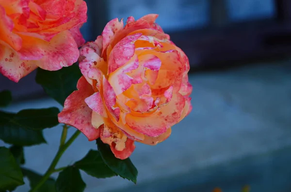 Růže Kvetoucí Růžové Zahradě Poslední Růže — Stock fotografie