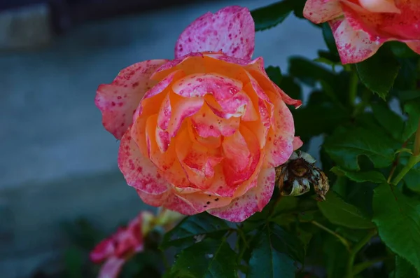 Rosenblüte Rosengarten Letzte Rose — Stockfoto