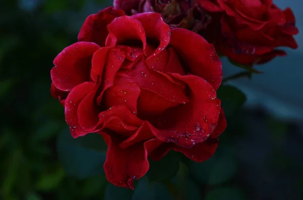 Rosenblüte Rosengarten Letzte Rose — Stockfoto