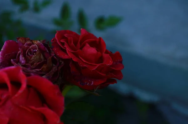 Rosa Flor Florescendo Jardim Rosas Última Rosa — Fotografia de Stock