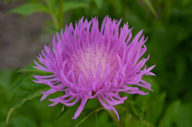 Centaurea Jacea 'nın güzel pembe çiçekleri ve tomurcukları, aynı zamanda Brown Knapweed olarak da bilinir. Avrupa 'nın doğal bir açık orman bitkisi, doğal bir doğa ortamında kapanıyor..