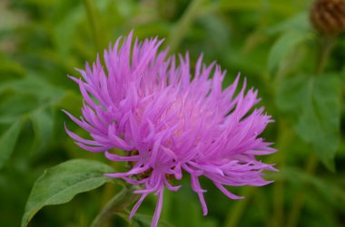 Centaurea Jacea 'nın güzel pembe çiçekleri ve tomurcukları, aynı zamanda Brown Knapweed olarak da bilinir. Avrupa 'nın doğal bir açık orman bitkisi, doğal bir doğa ortamında kapanıyor..