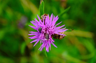 Centaurea Jacea 'nın güzel pembe çiçekleri ve tomurcukları, aynı zamanda Brown Knapweed olarak da bilinir. Avrupa 'nın doğal bir açık orman bitkisi, doğal bir doğa ortamında kapanıyor..