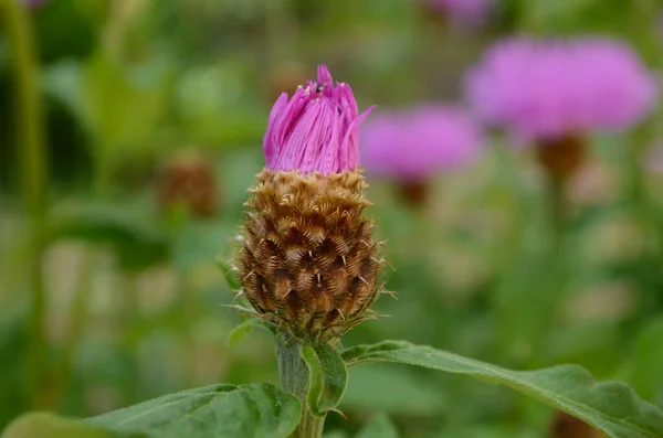 Gyönyörű Rózsaszín Virág Rügyek Centaurea Jacea Más Néven Barna Knapweed — Stock Fotó