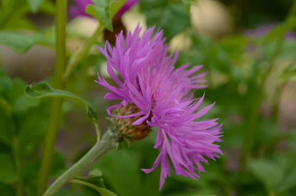 Hermosa Flor Rosa Los Brotes Centaurea Jacea También Conocida Como — Foto de Stock