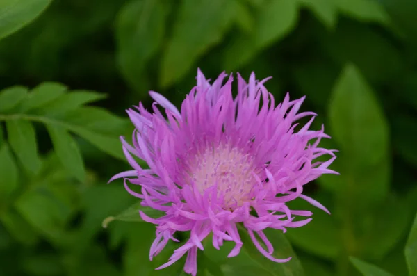 Hermosa Flor Rosa Los Brotes Centaurea Jacea También Conocida Como — Foto de Stock