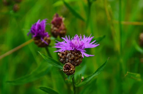 Den Vackra Rosa Blomman Och Knopparna Centaurea Jacea Även Känd — Stockfoto