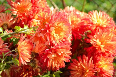 Güzel bir sabah damlası pembe kasımpatı çiçeğinin üzerindeki çiy damlası yaz mevsimi yansıması doğada yakın çekim makrosu, güneş ışığı ışınları