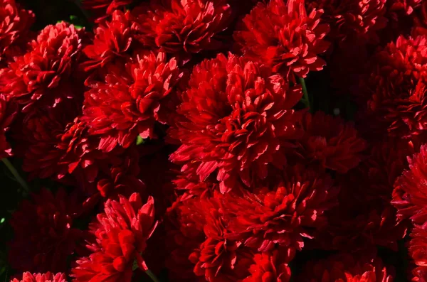 Beautiful Drop Water Morning Dew Petal Pink Chrysanthemum Flower Summer — Stock Photo, Image