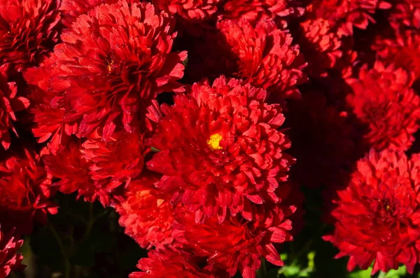 Belle Goutte Eau Matin Rosée Sur Pétale Fleur Chrysanthème Rose — Photo