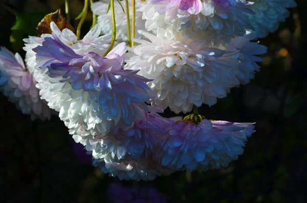 Bela Gota Orvalho Manhã Água Pétala Flor Crisântemo Rosa Com — Fotografia de Stock