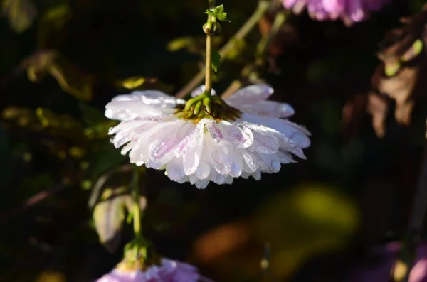 Bella Goccia Rugiada Mattutina Acqua Sul Petalo Fiore Crisantemo Rosa — Foto Stock