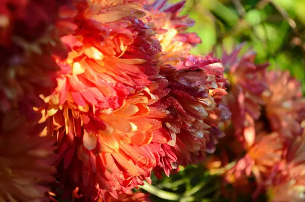 Beautiful Drop Water Morning Dew Petal Pink Chrysanthemum Flower Summer — Stock Photo, Image