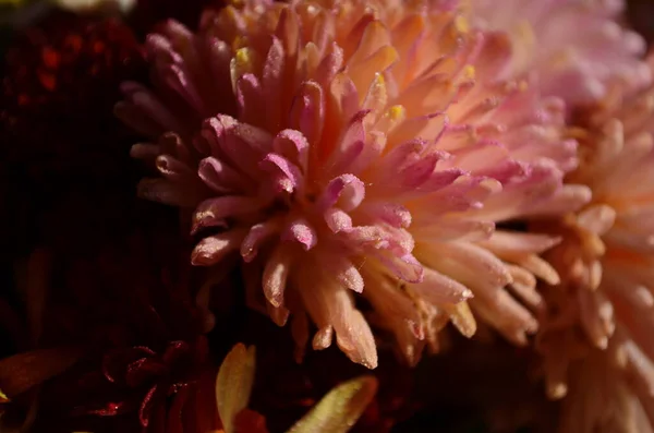 Belle Goutte Eau Matin Rosée Sur Pétale Fleur Chrysanthème Rose — Photo