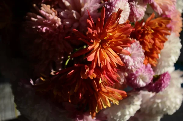 Beautiful Drop Water Morning Dew Petal Pink Chrysanthemum Flower Summer — Stock Photo, Image