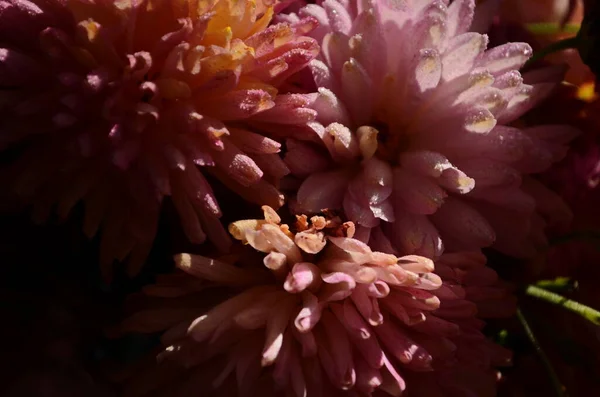 Schöne Tropfen Wasser Morgentau Auf Blütenblatt Der Rosa Chrysanthemenblume Mit — Stockfoto