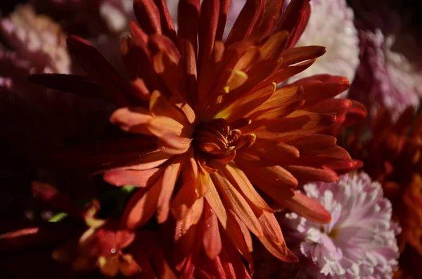 Belle Goutte Eau Matin Rosée Sur Pétale Fleur Chrysanthème Rose — Photo