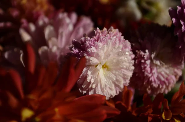 Güzel Bir Sabah Damlası Pembe Kasımpatı Çiçeğinin Üzerindeki Çiy Damlası — Stok fotoğraf