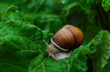 Helix pomatia ayrıca Romalı salyangoz, Burgundy salyangozu, yenilebilir salyangoz veya salyangoz, Helicidae familyasından bir karasal pulmonat yumuşakçasıdır..