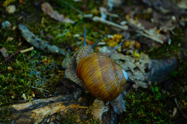 Helix Pomatia Επίσης Roman Snail Burgundy Snail Bedible Snail Escargot — Φωτογραφία Αρχείου